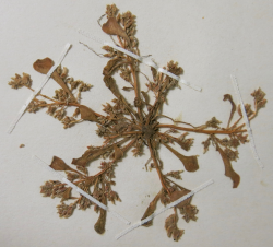 Single individual from TOPOTYPE herbarium sheet (J. H. Thomas and W. R. Ernst, 24 June 1956). Plants were collected at the same locality as the type specimen in the Santa Cruz Mountains, Santa Cruz County, CA. Single individual from TOPOTYPE herbarium sheet (J. H. Thomas and W. R. Ernst, 24 June 1956). Plants were collected at the same locality as the type specimen in the Santa Cruz Mountains, Santa Cruz County, CA.